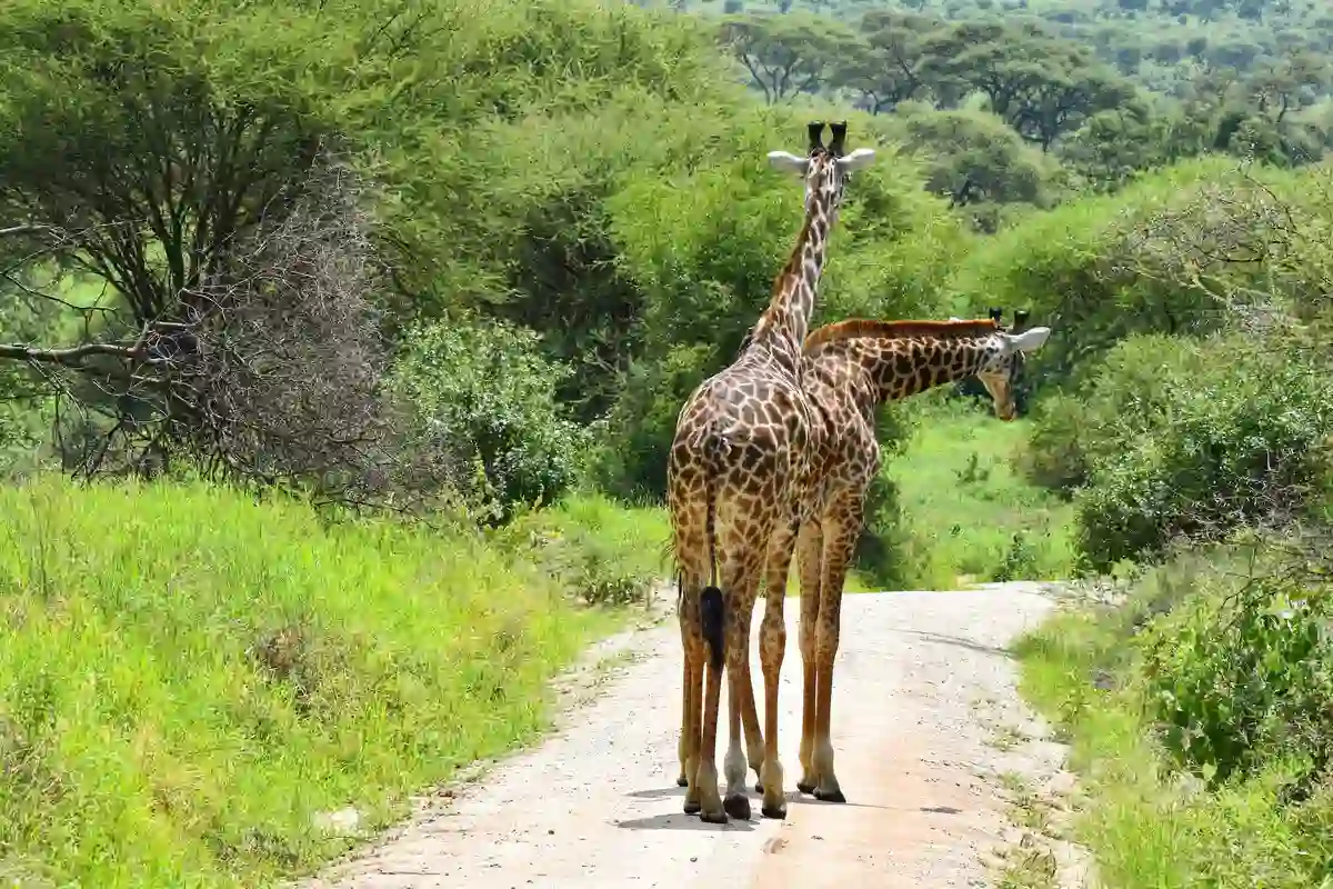 Saadan National Park